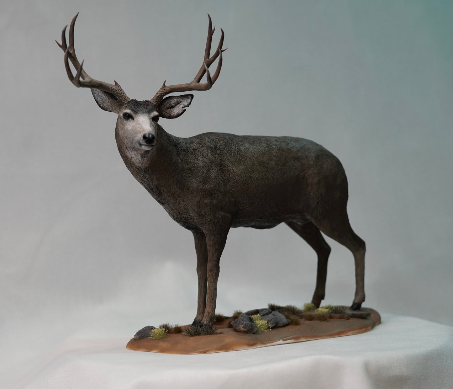 Mule Deer Buck