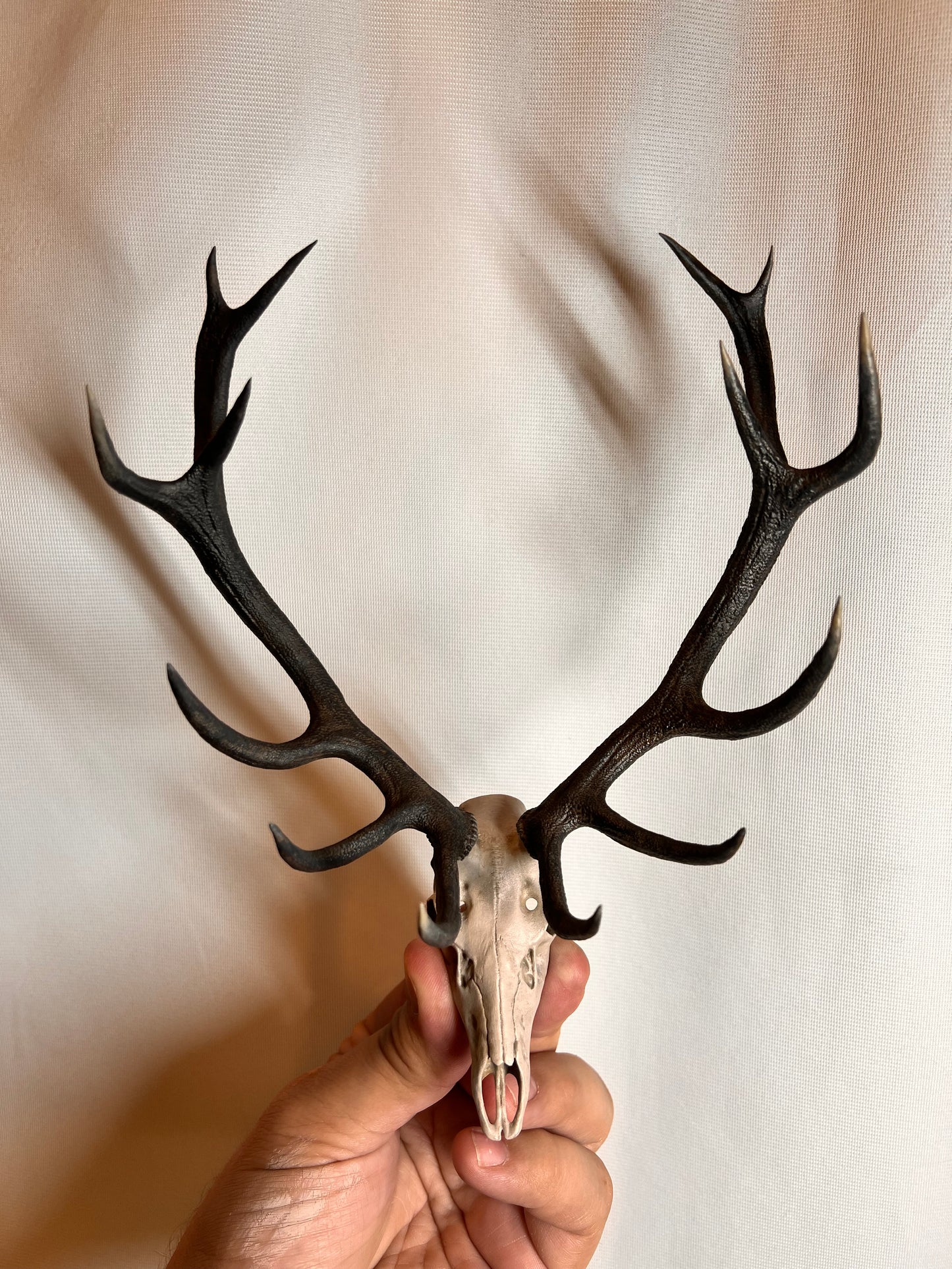 Custom Bull Elk/Stag Euro Mount