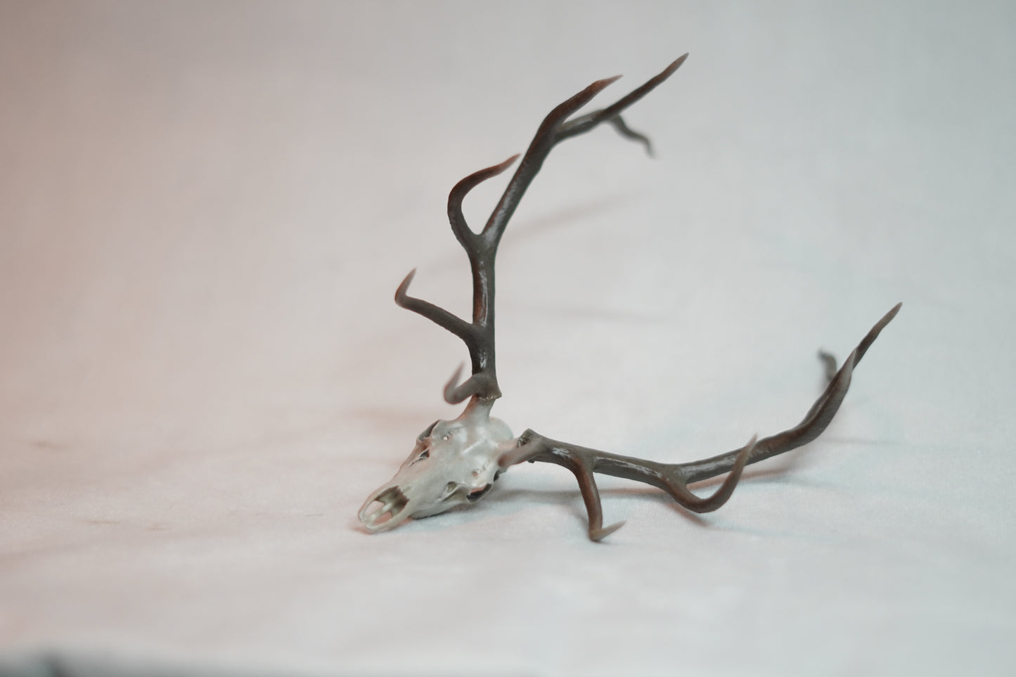 Bull Elk Euro Mount Rogue Long Tines