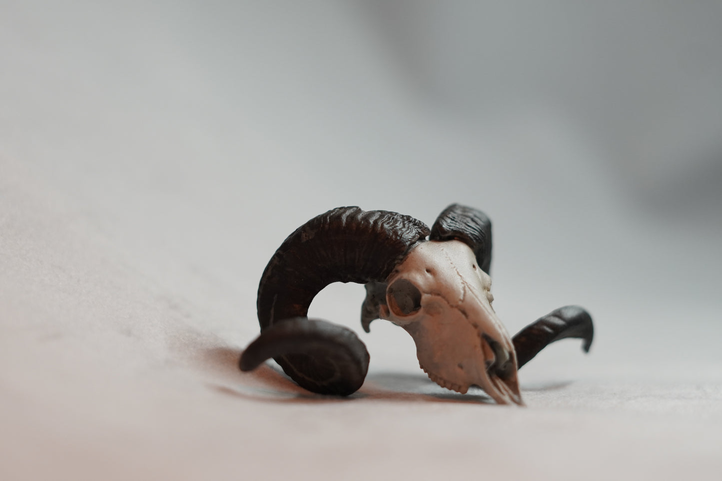 Custom Sheep Euro Mount-Any Species
