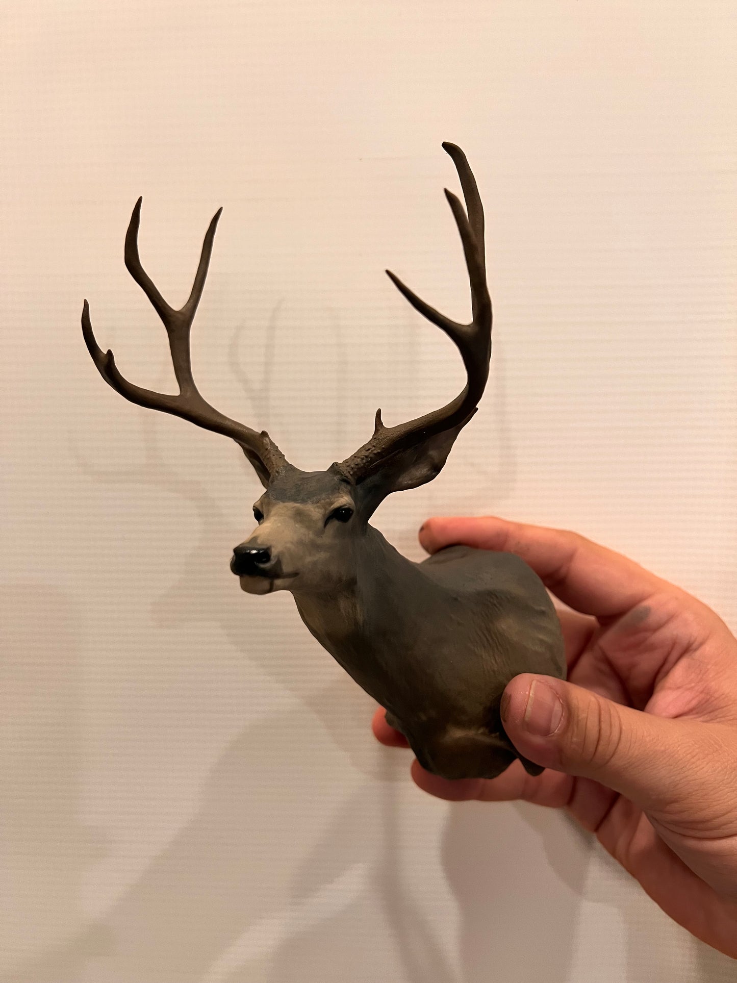 Mule Deer Buck Shoulder Mount