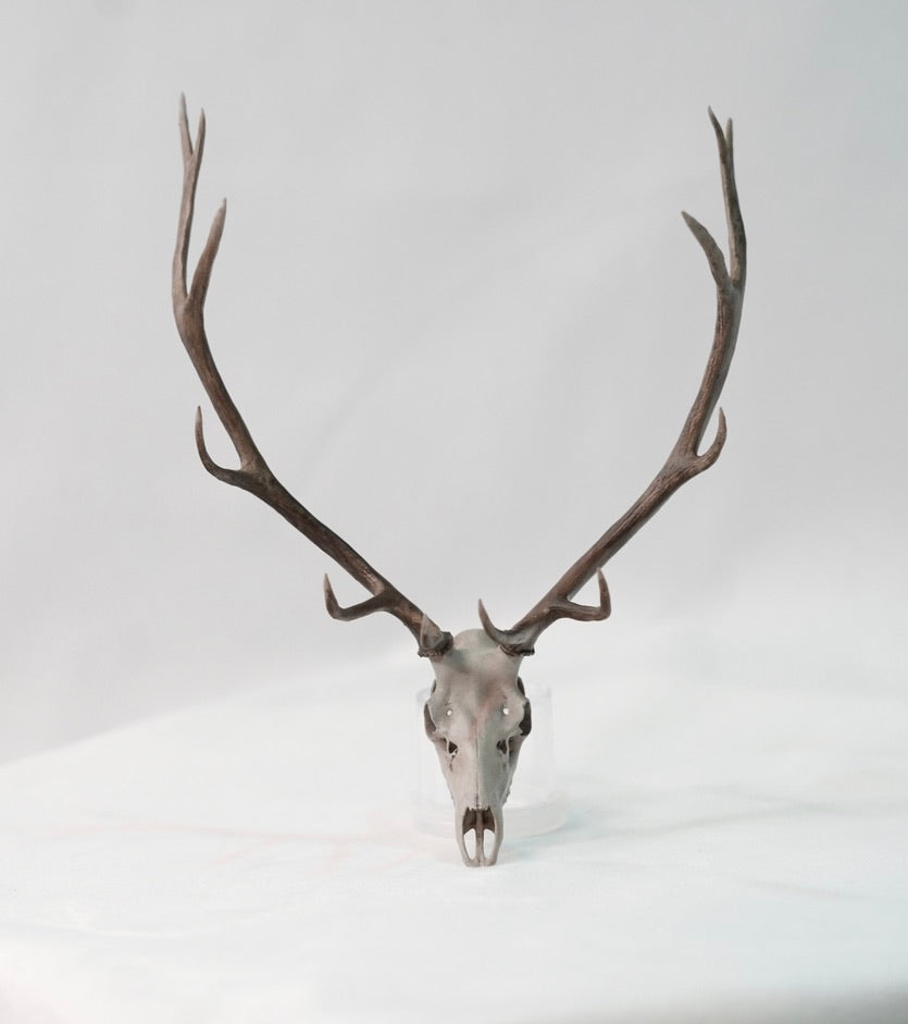 Bull Elk Euro Mount