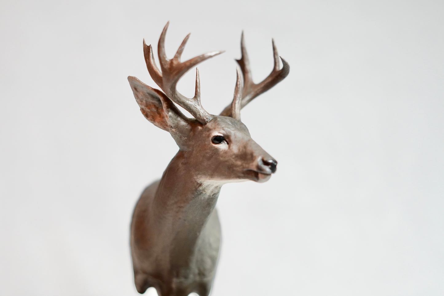 Coues Whitetail Shoulder Mount - The Trident