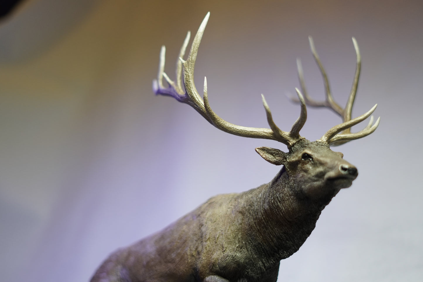 Bull Elk - The Rogue