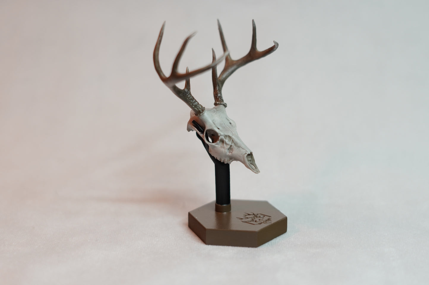 Coues Whitetail Euro Mount
