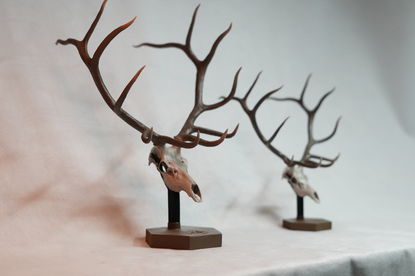 Bull Elk Euro Mount Rogue Long Tines