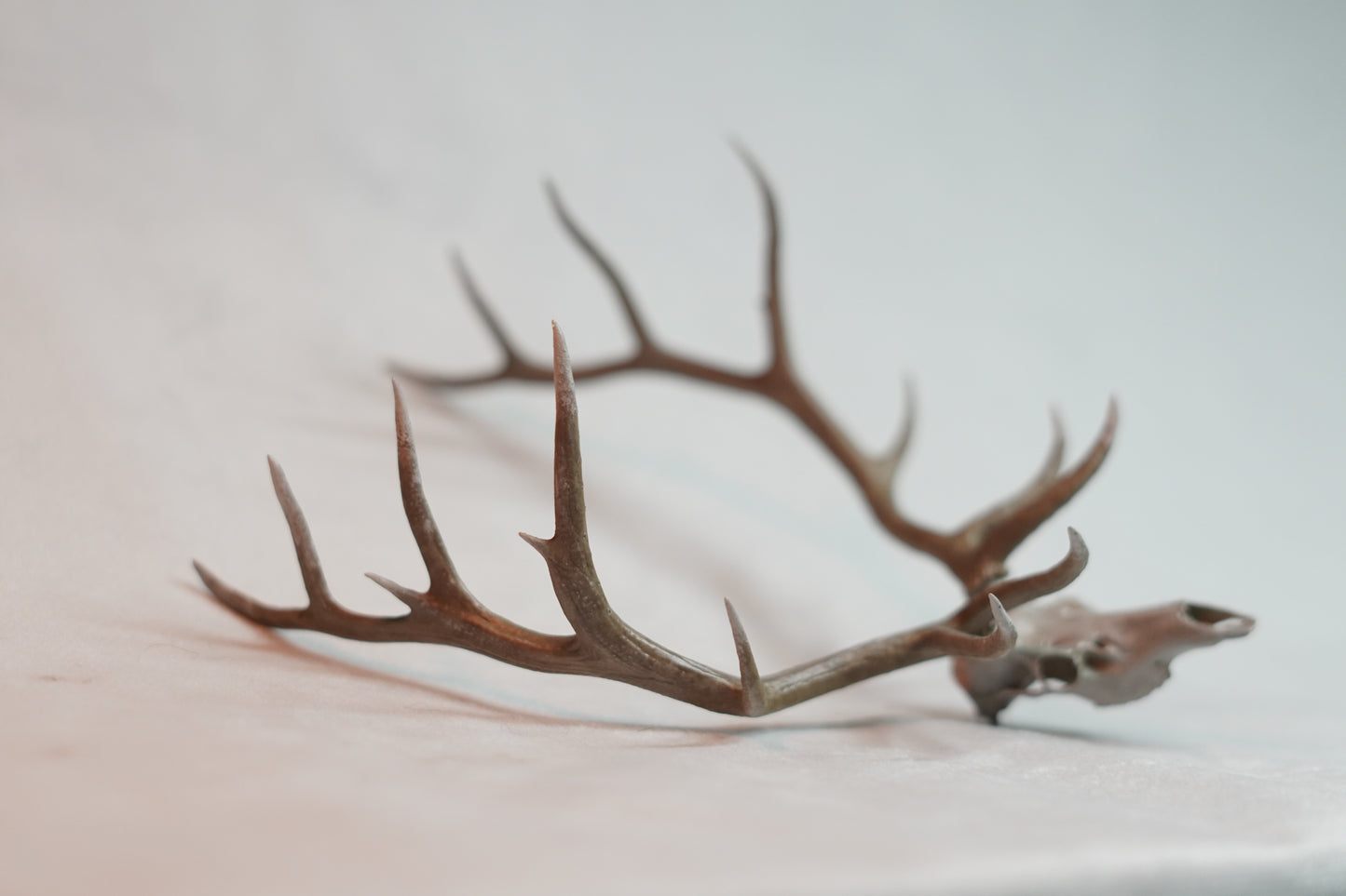 Custom Bull Elk/Stag Euro Mount