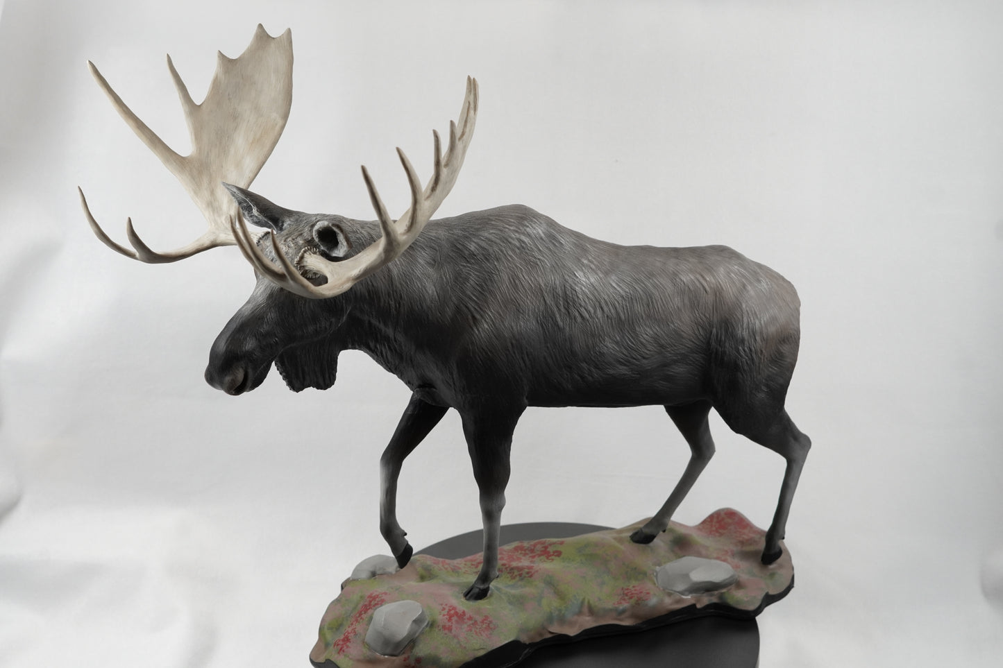 Custom Bull Moose Full Body Mount