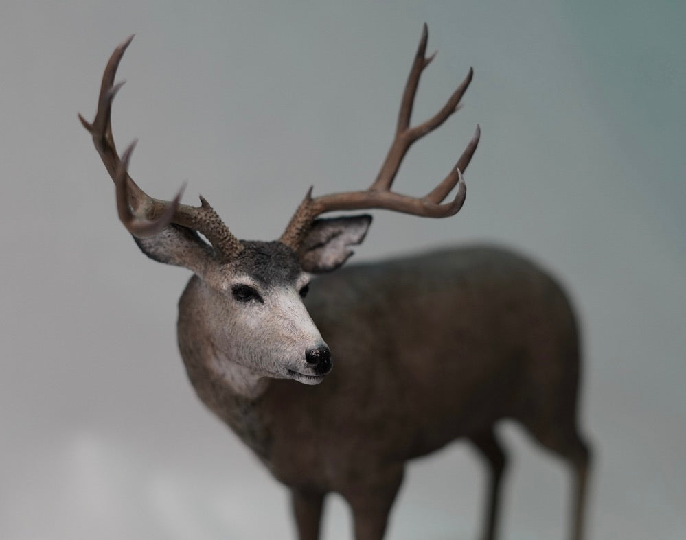 Mule Deer Buck