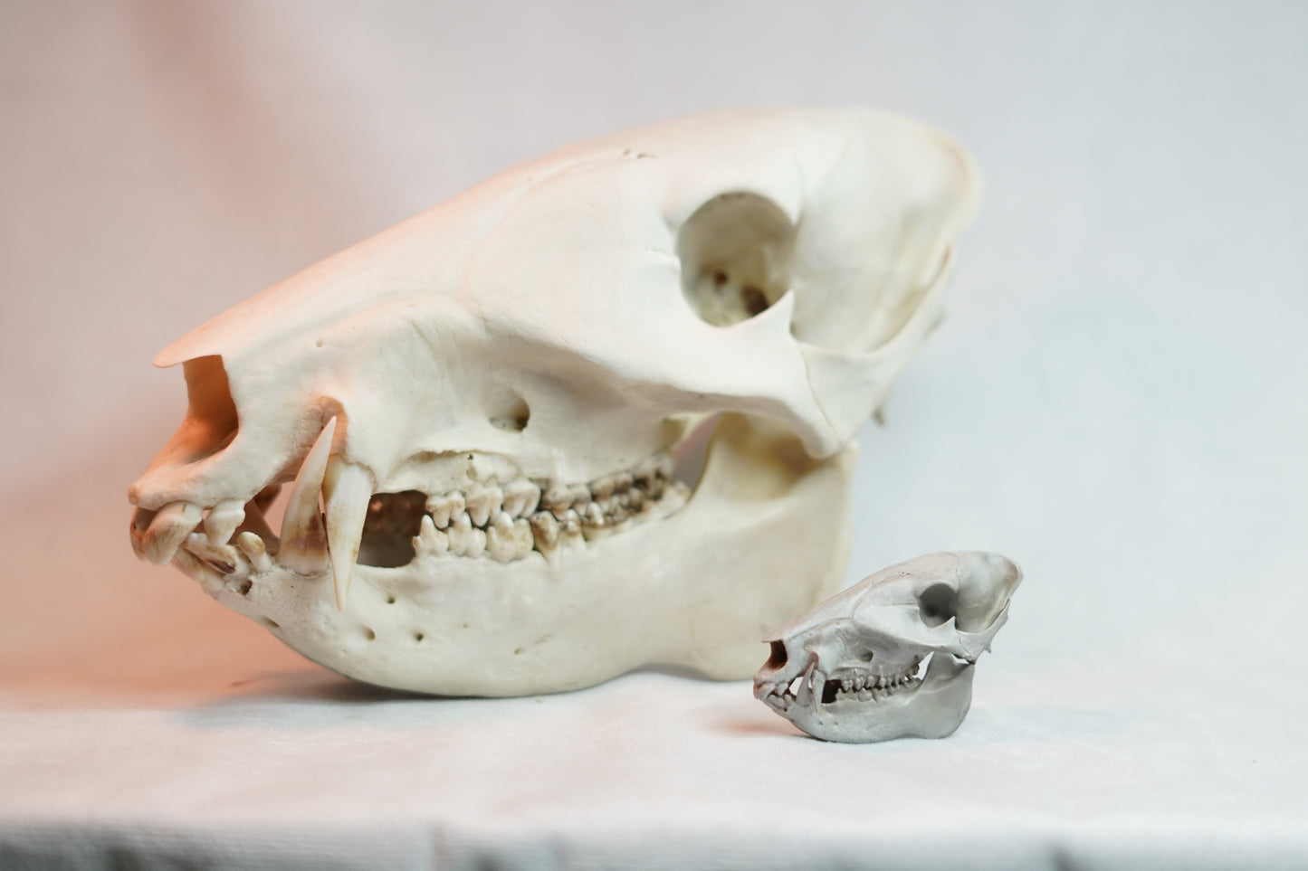 Javelina Euro Mount