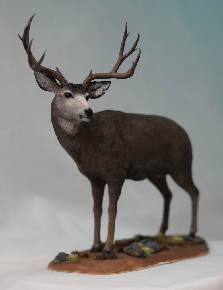 Mule Deer Buck