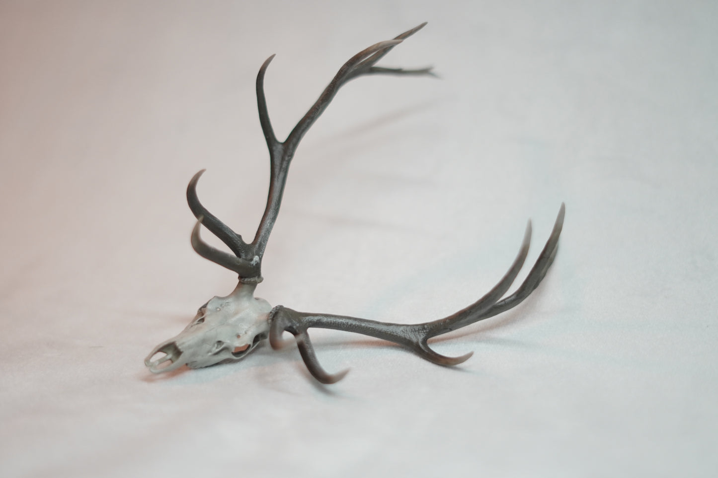 Bull Elk Euro Mount Rogue Big Dead Head