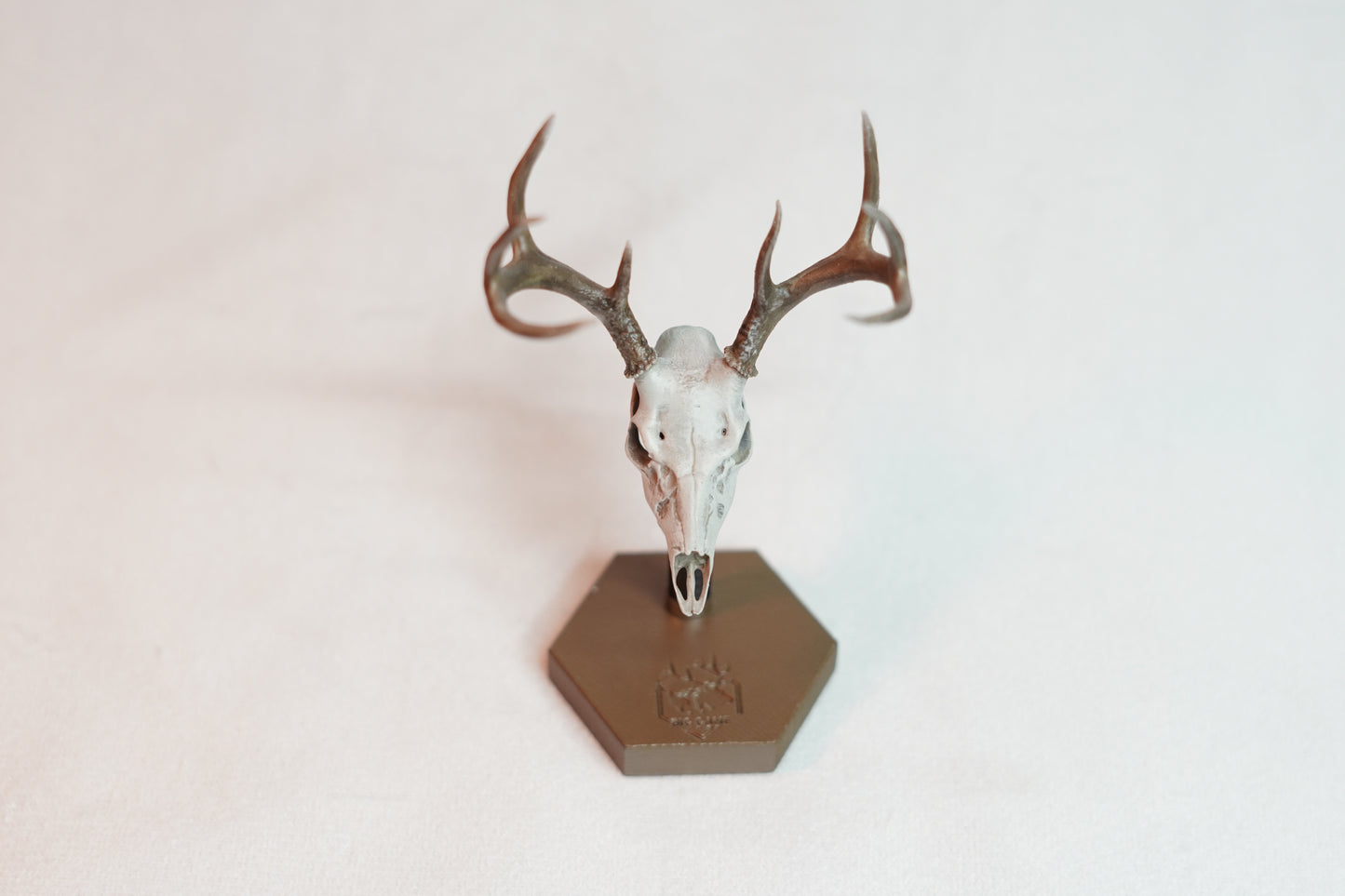 Coues Whitetail Euro Mount