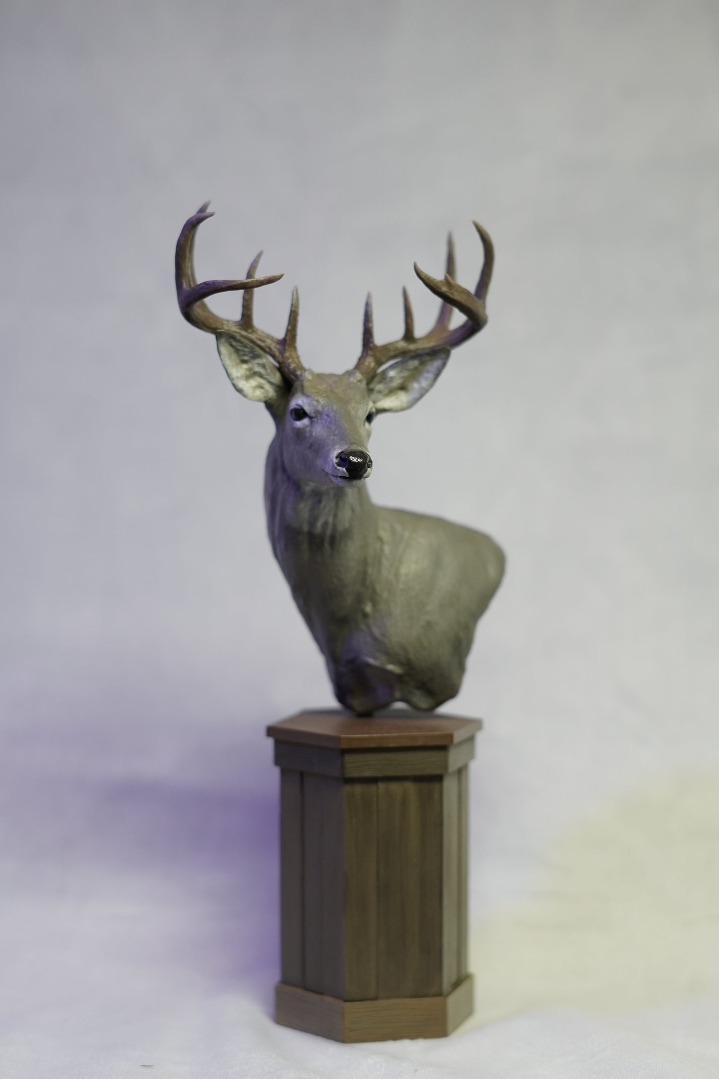 Coues Whitetail Shoulder Mount - The Rogue