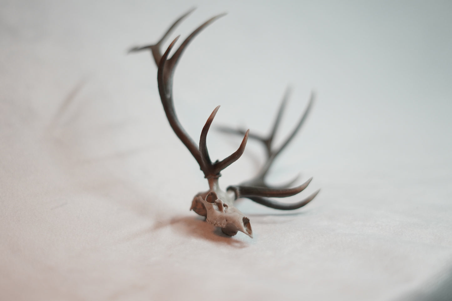 Bull Elk Euro Mount Rogue Big Dead Head