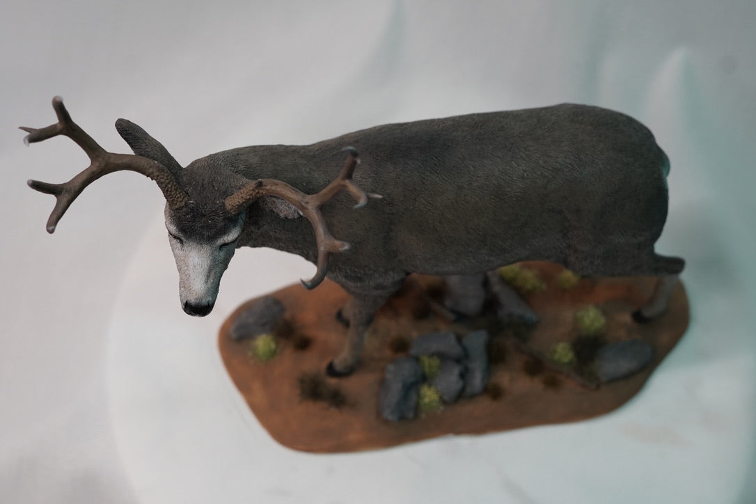 Mule Deer Buck