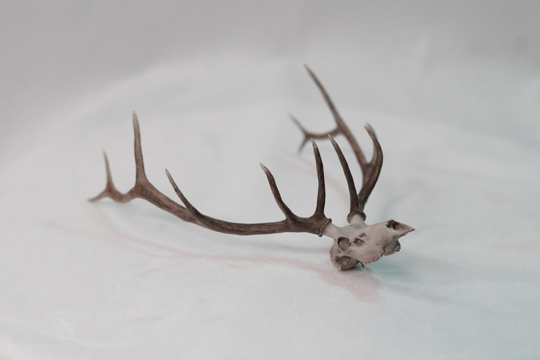 Custom Bull Elk/Stag Euro Mount