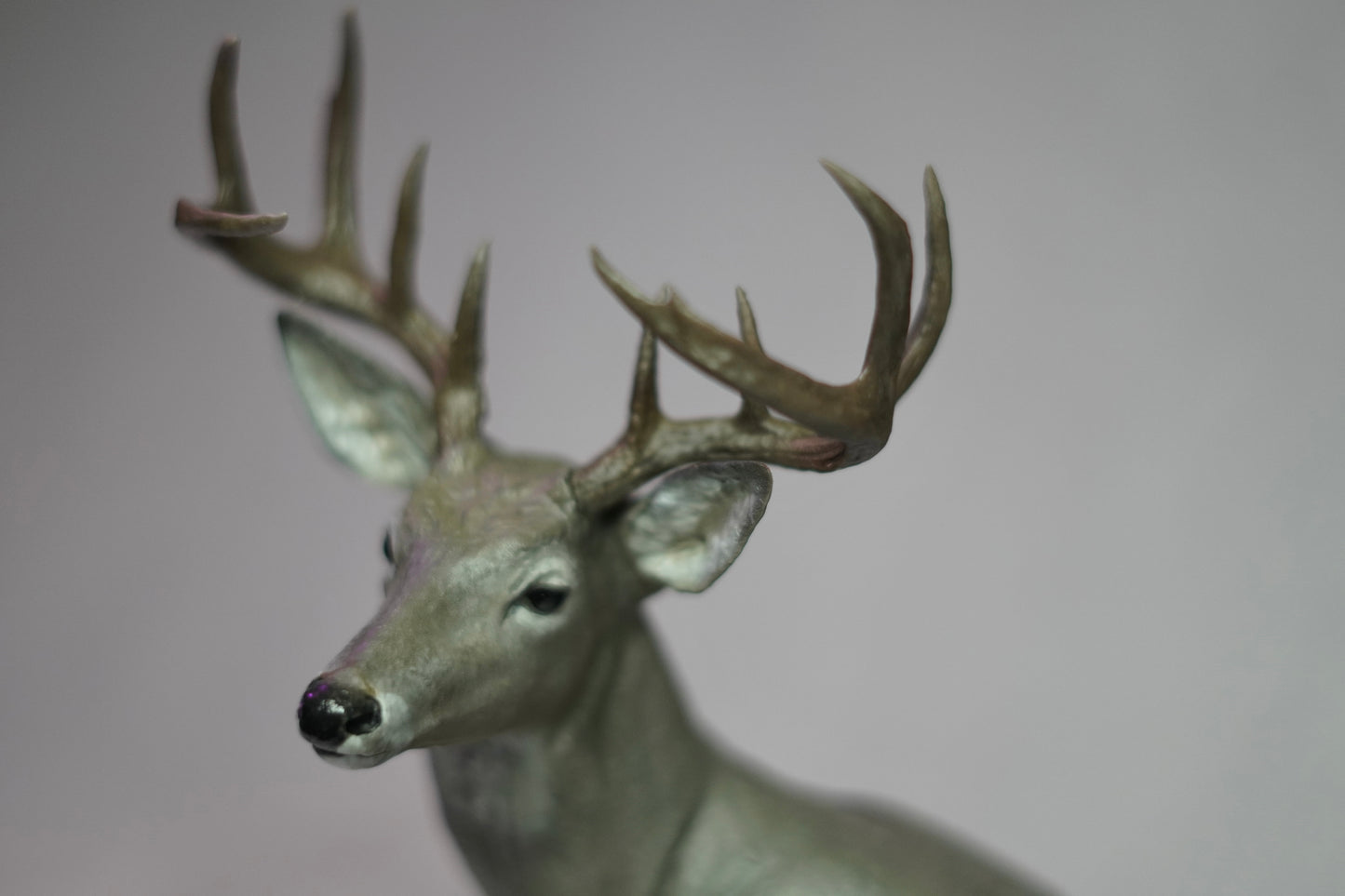 Coues Whitetail Shoulder Mount - The Rogue