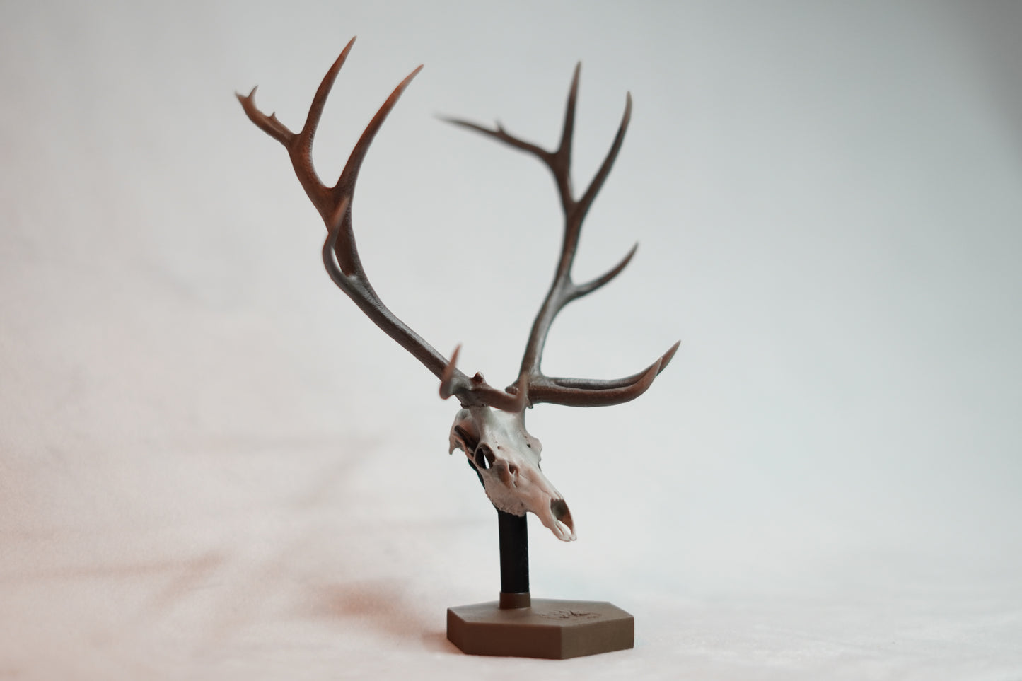 Bull Elk Euro Mount Rogue Big Dead Head