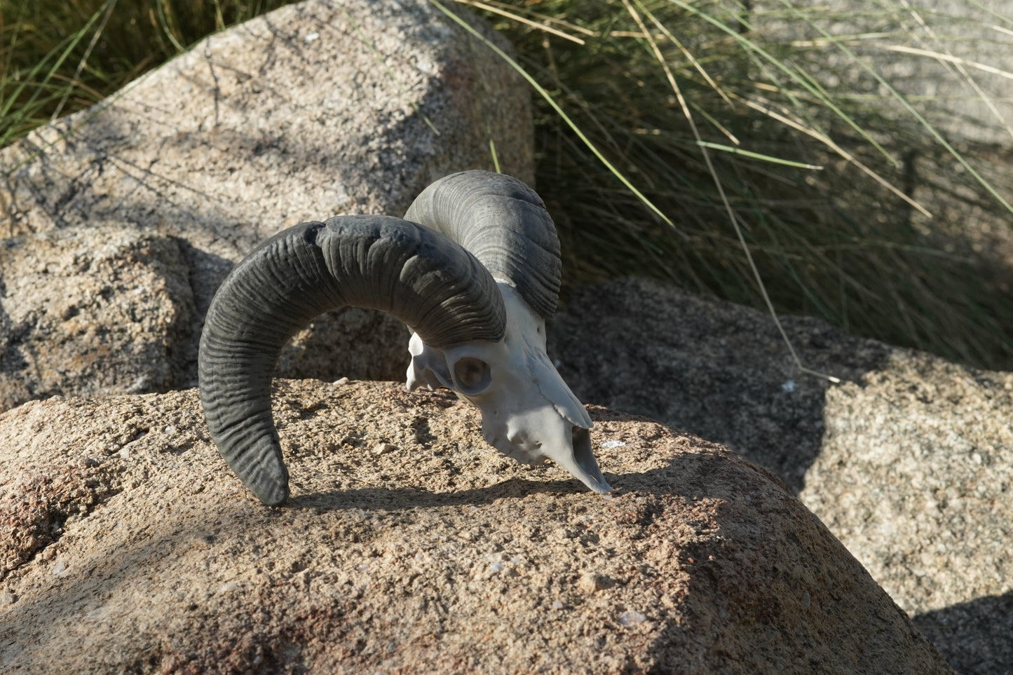 Custom Sheep Euro Mount-Any Species