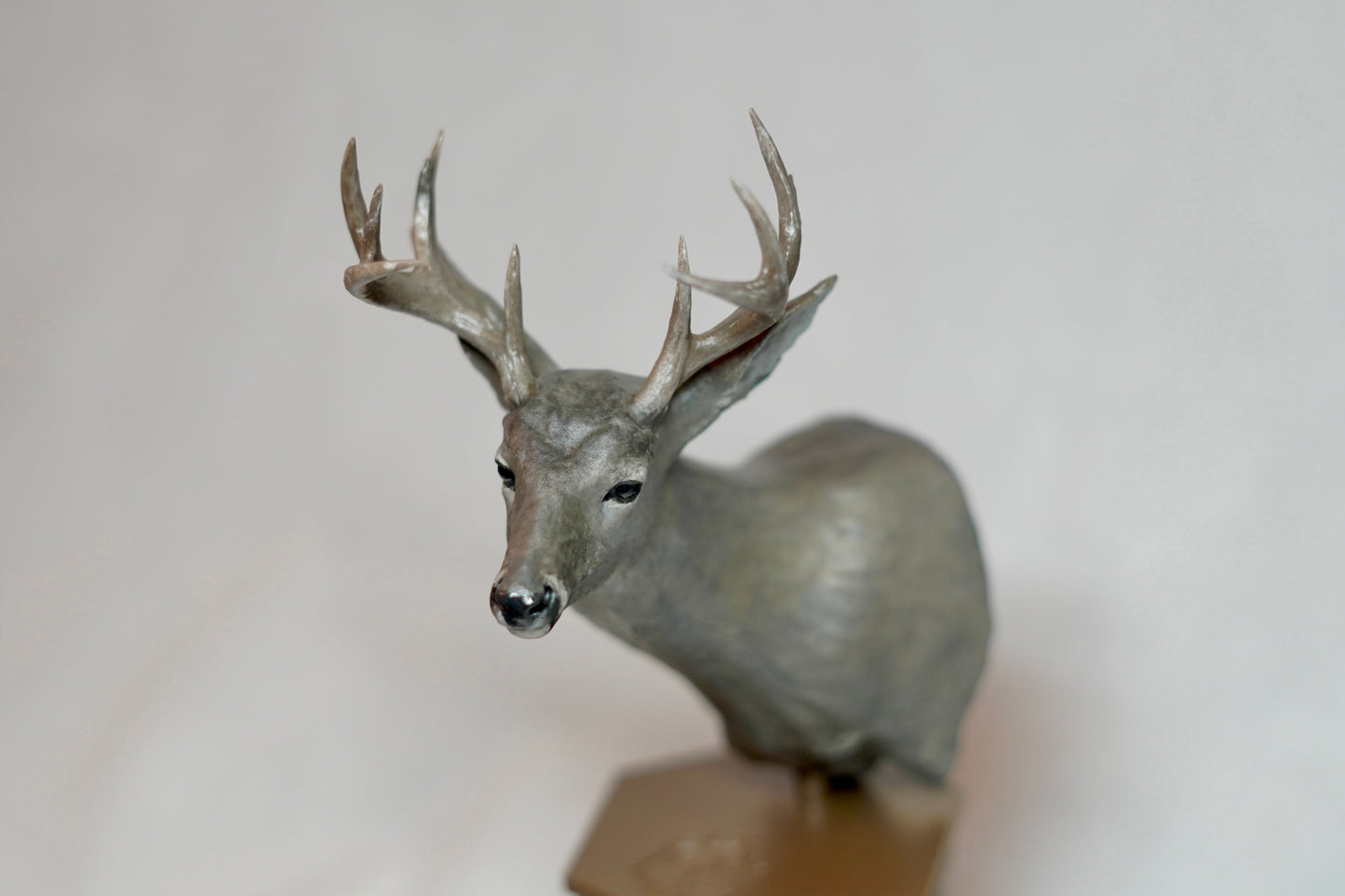 Coues Whitetail Shoulder Mount - The Trident