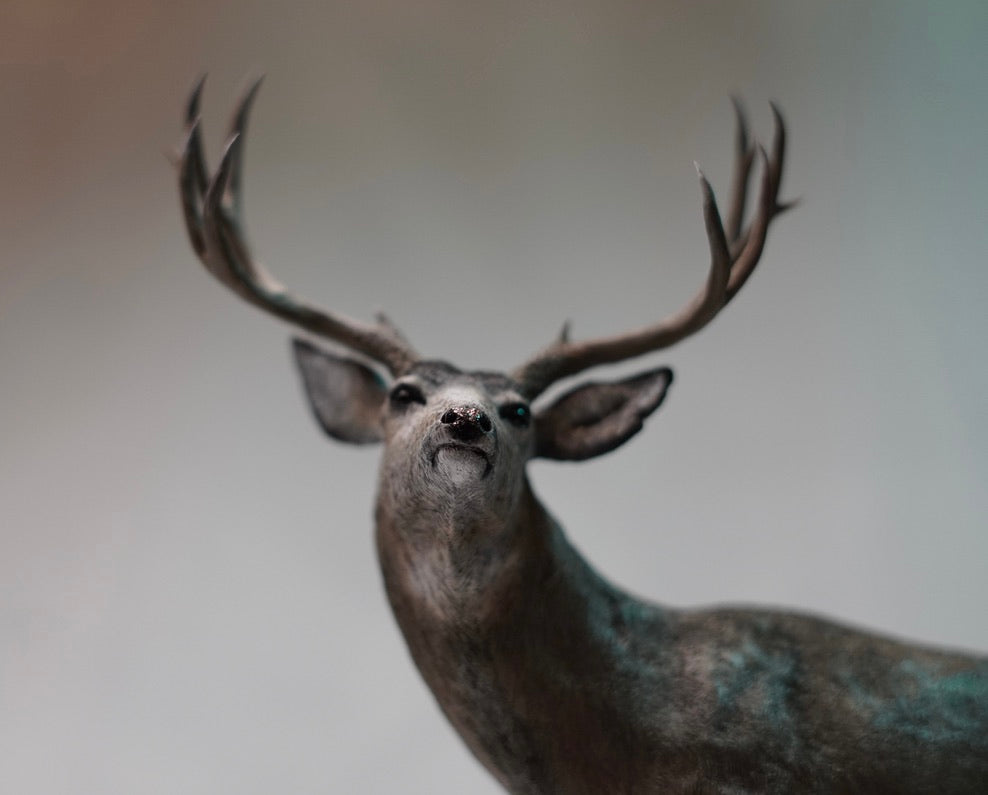 Mule Deer Buck