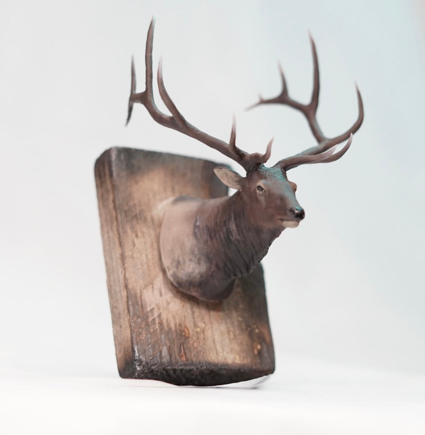 Bull Elk Shoulder Mount
