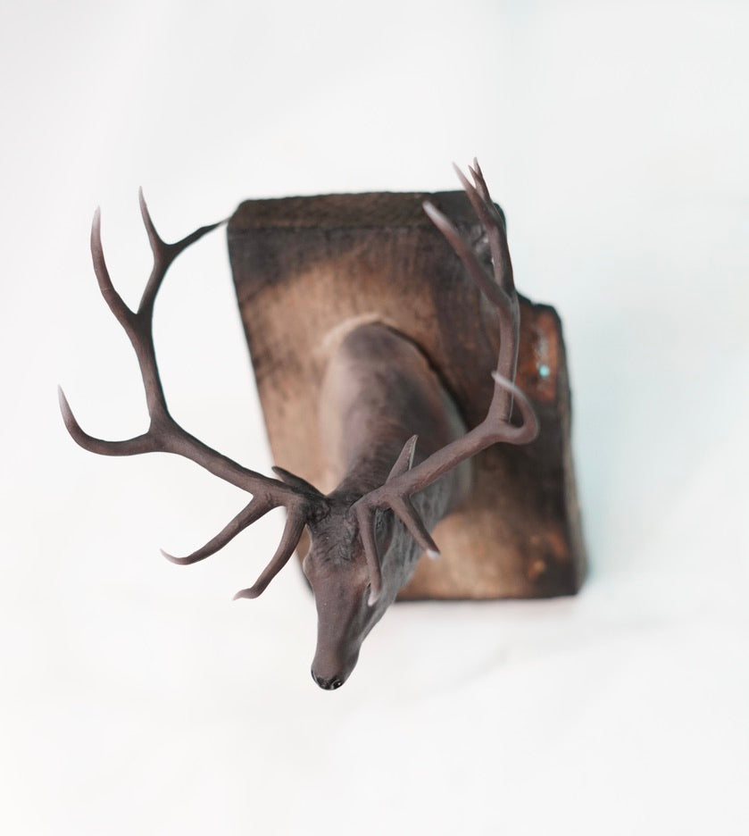 Bull Elk Shoulder Mount
