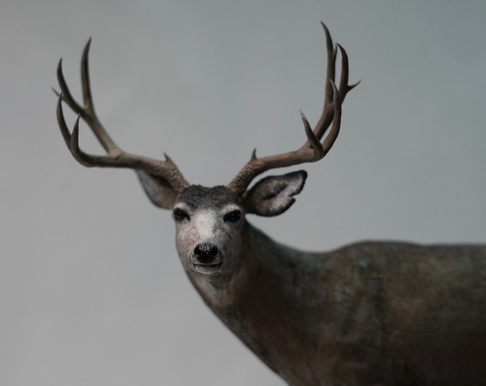 Mule Deer Buck