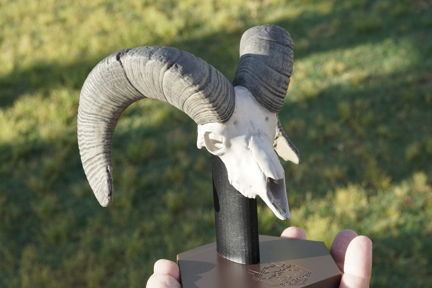 Custom Sheep Euro Mount-Any Species