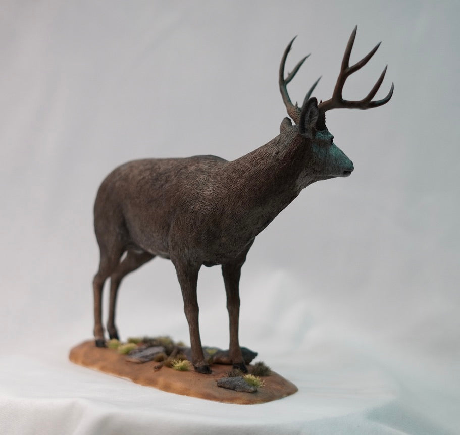 Mule Deer Buck
