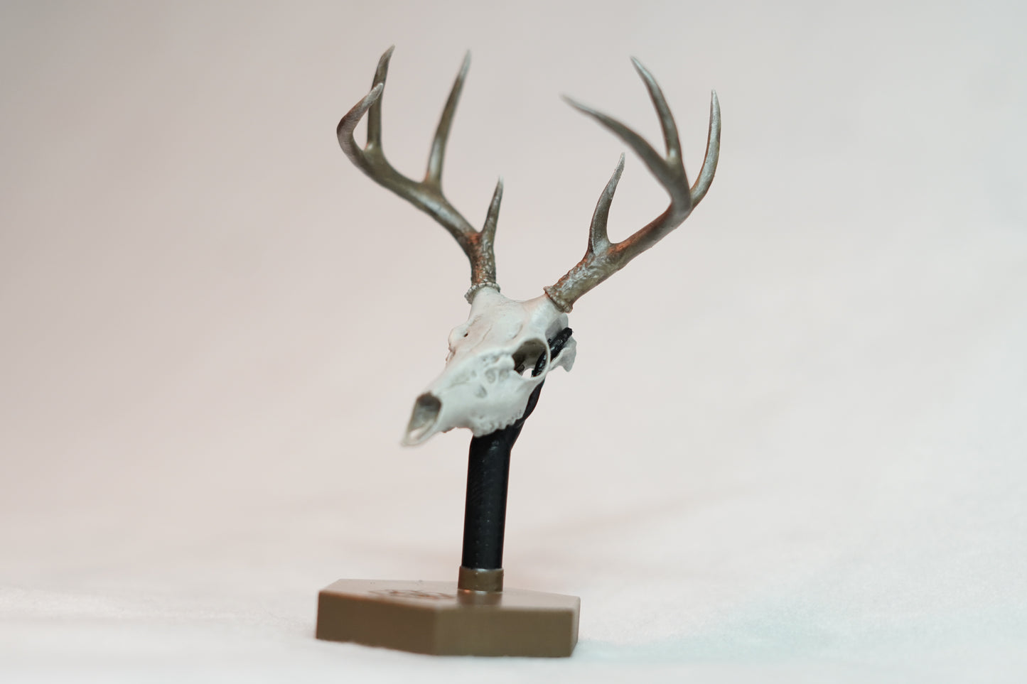 Coues Whitetail Euro Mount