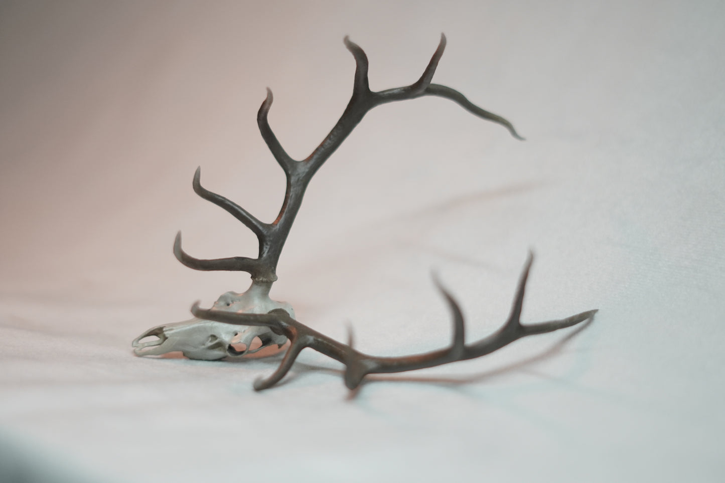 Bull Elk Euro Mount Rogue Long Tines