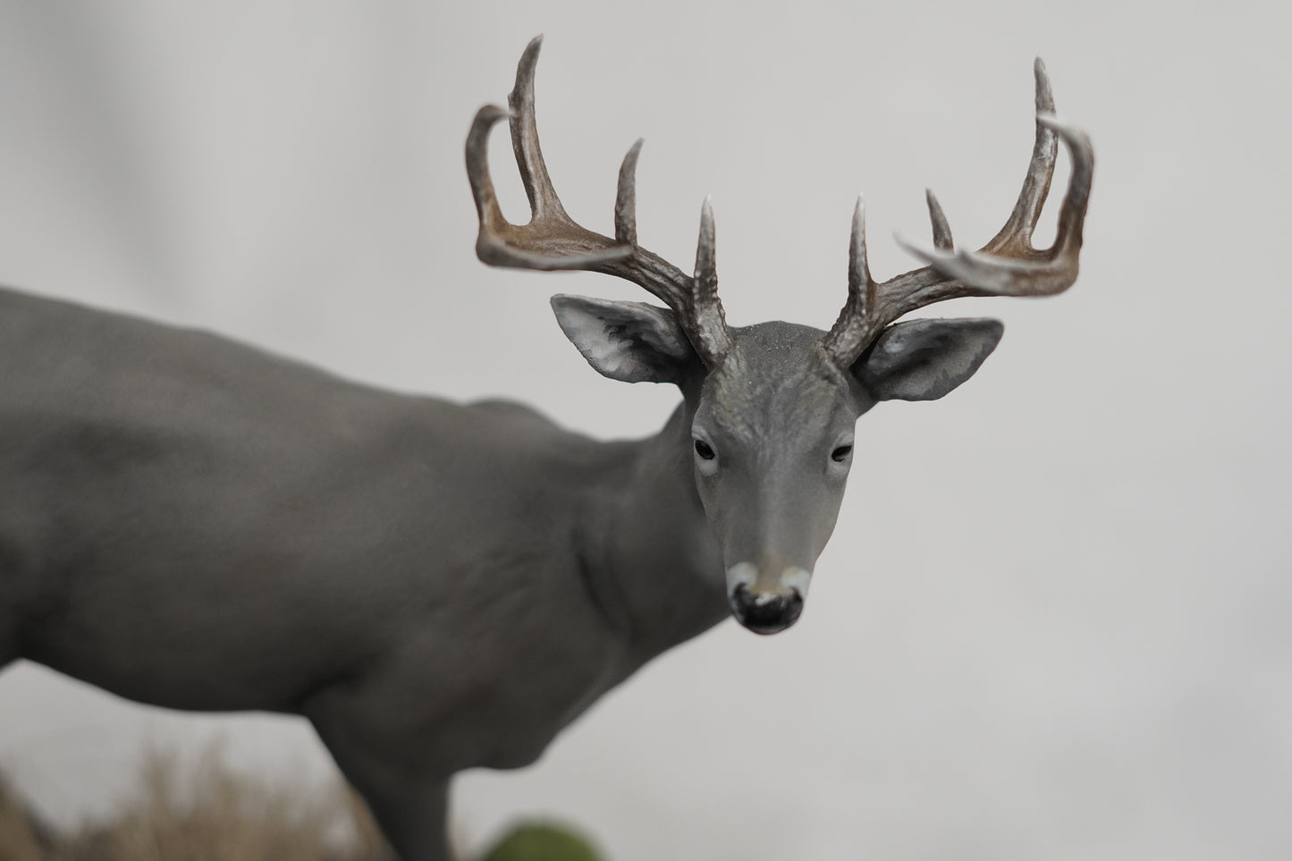 Coues Deer Buck