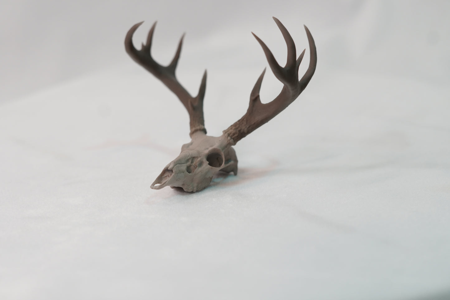 Coues Whitetail Euro Mount