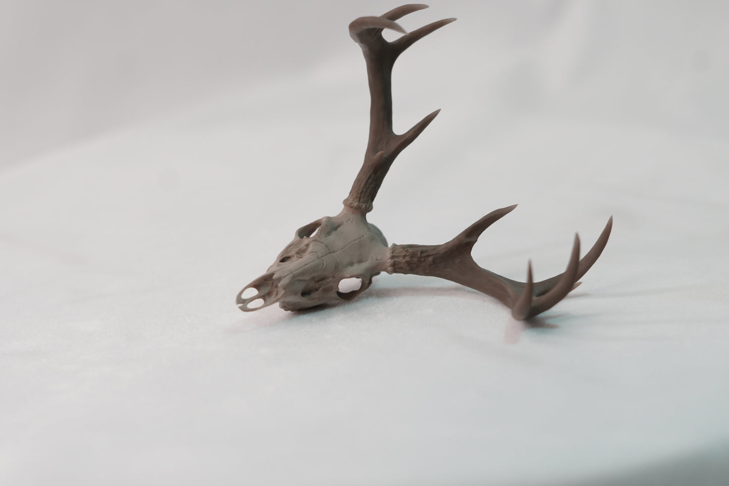 Coues Whitetail Euro Mount