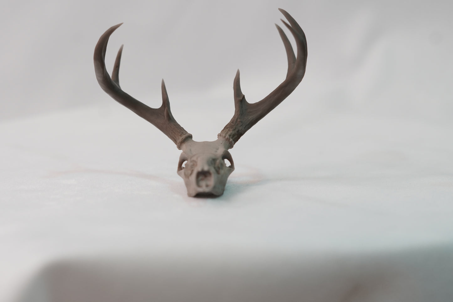 Coues Whitetail Euro Mount