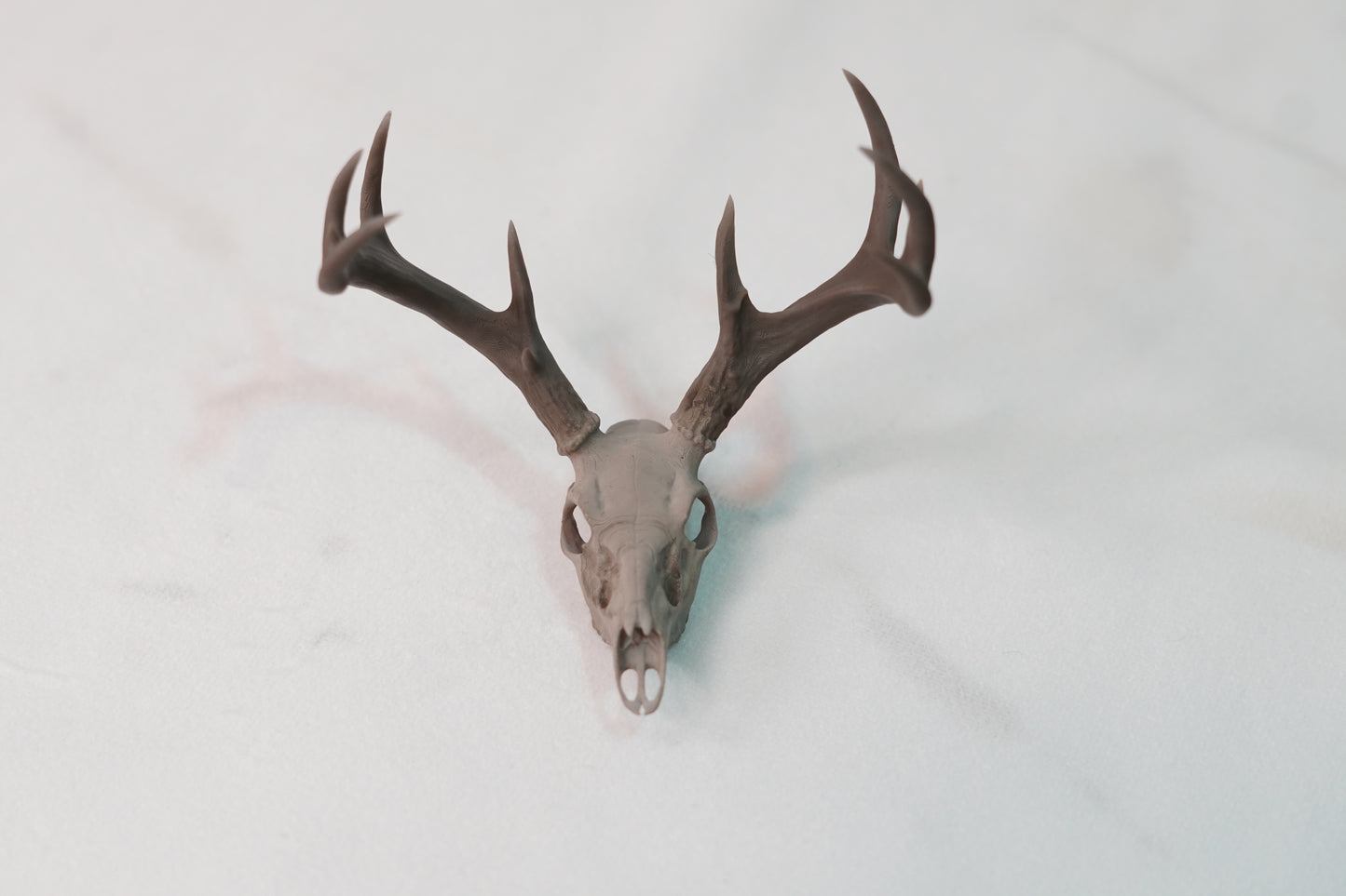 Coues Whitetail Euro Mount