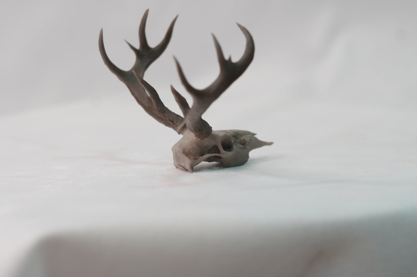 Coues Whitetail Euro Mount