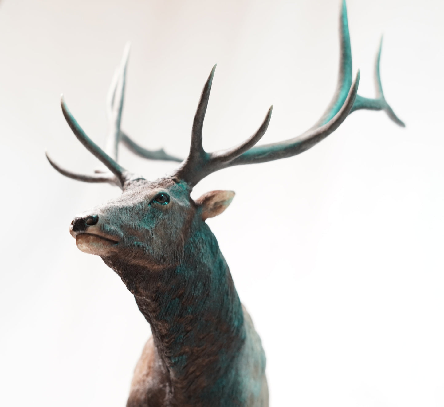 Bull Elk - Old Timer