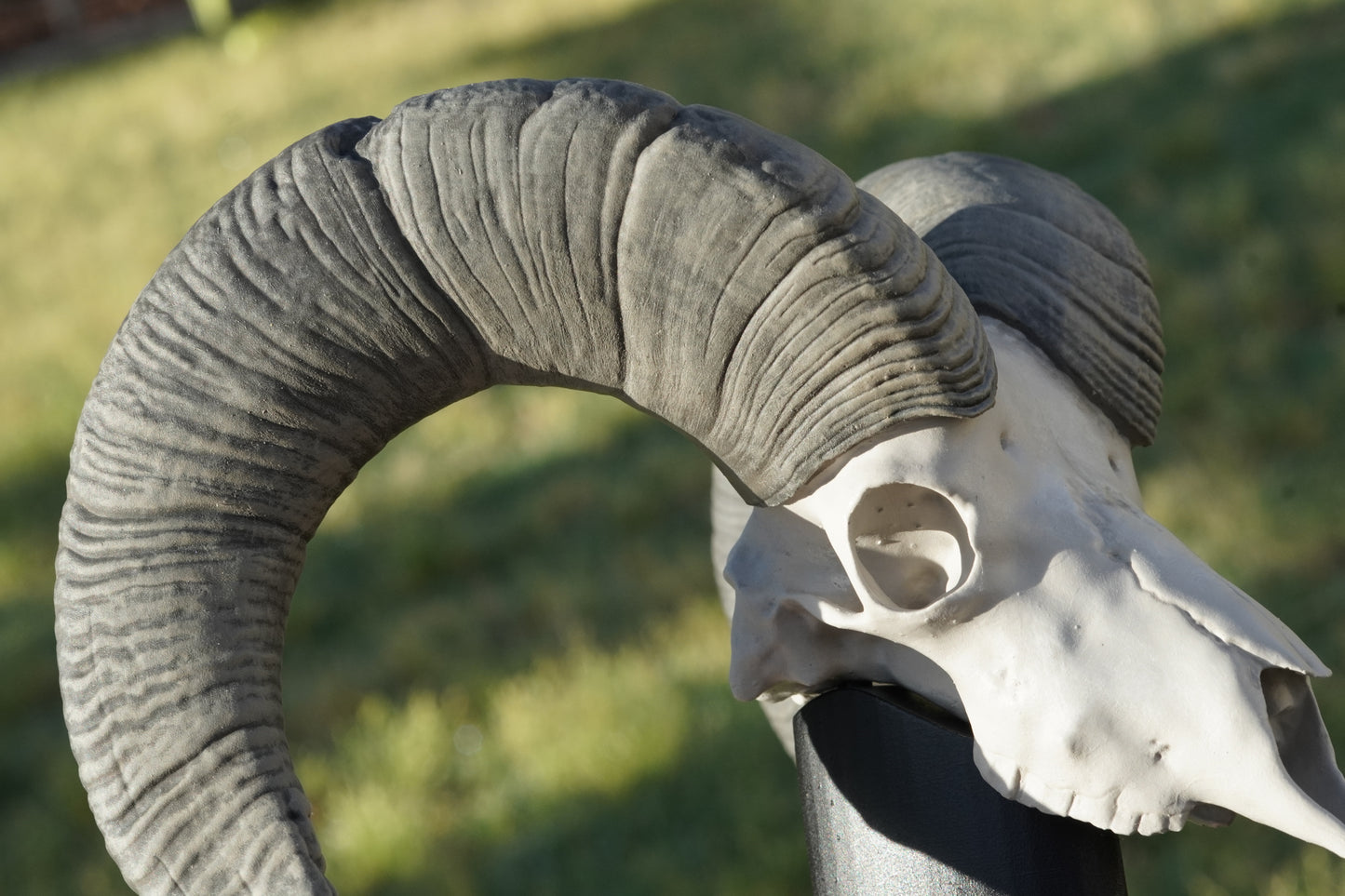 Custom Sheep Euro Mount-Any Species