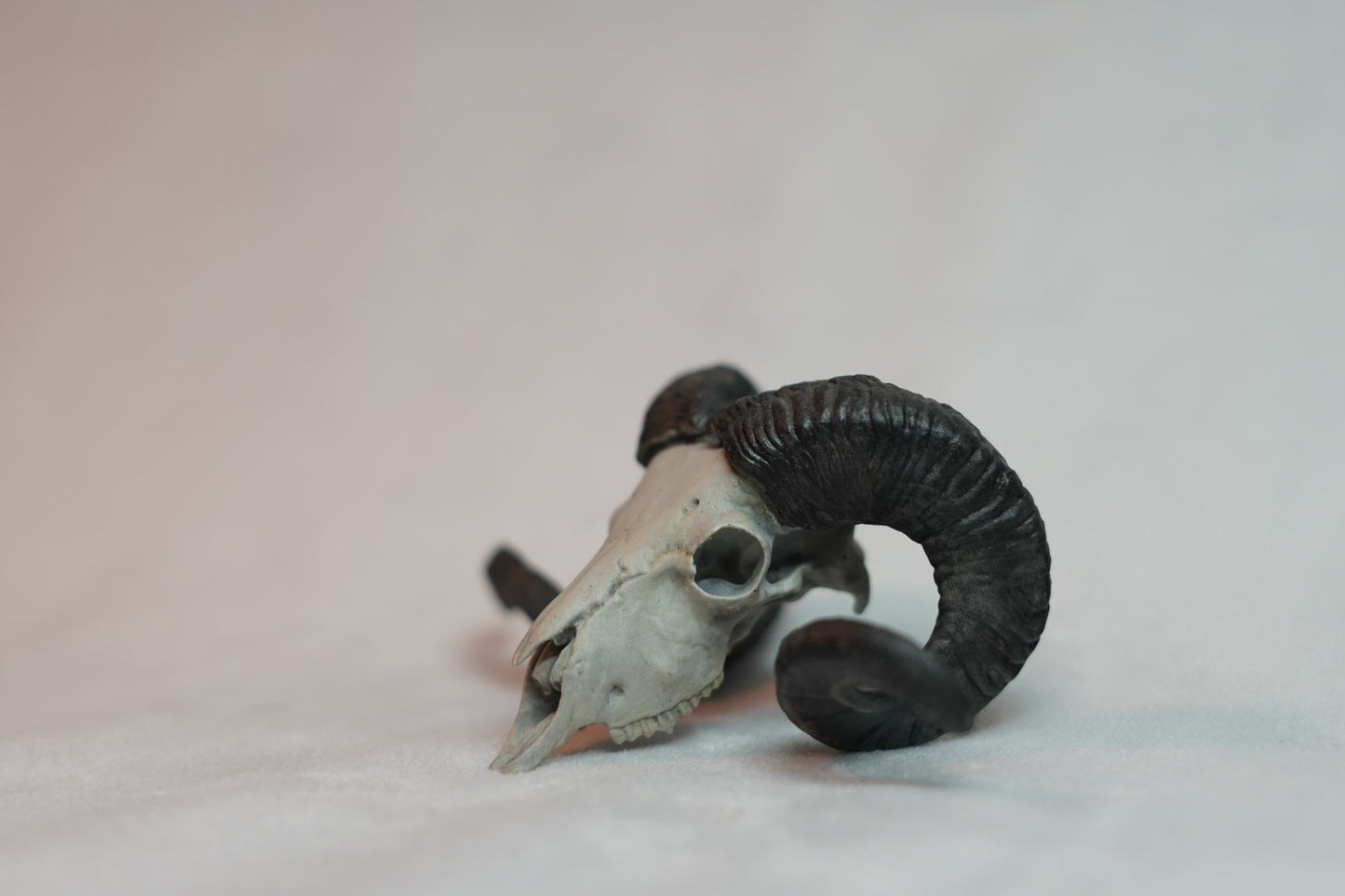 Custom Sheep Euro Mount-Any Species