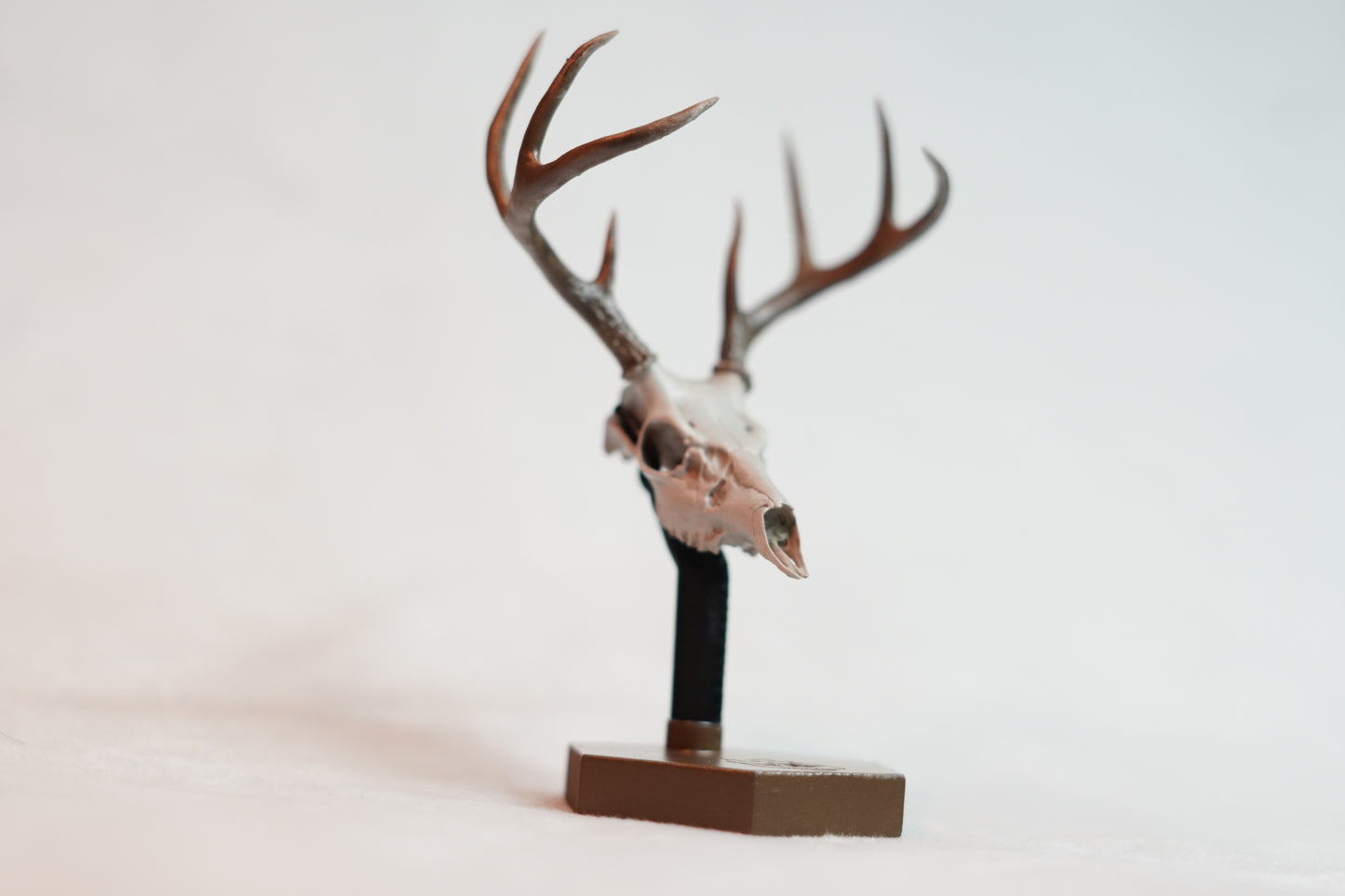 Coues Whitetail Euro Mount