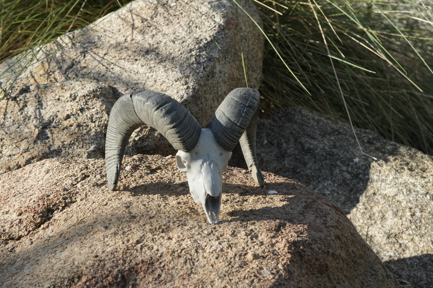Custom Sheep Euro Mount-Any Species