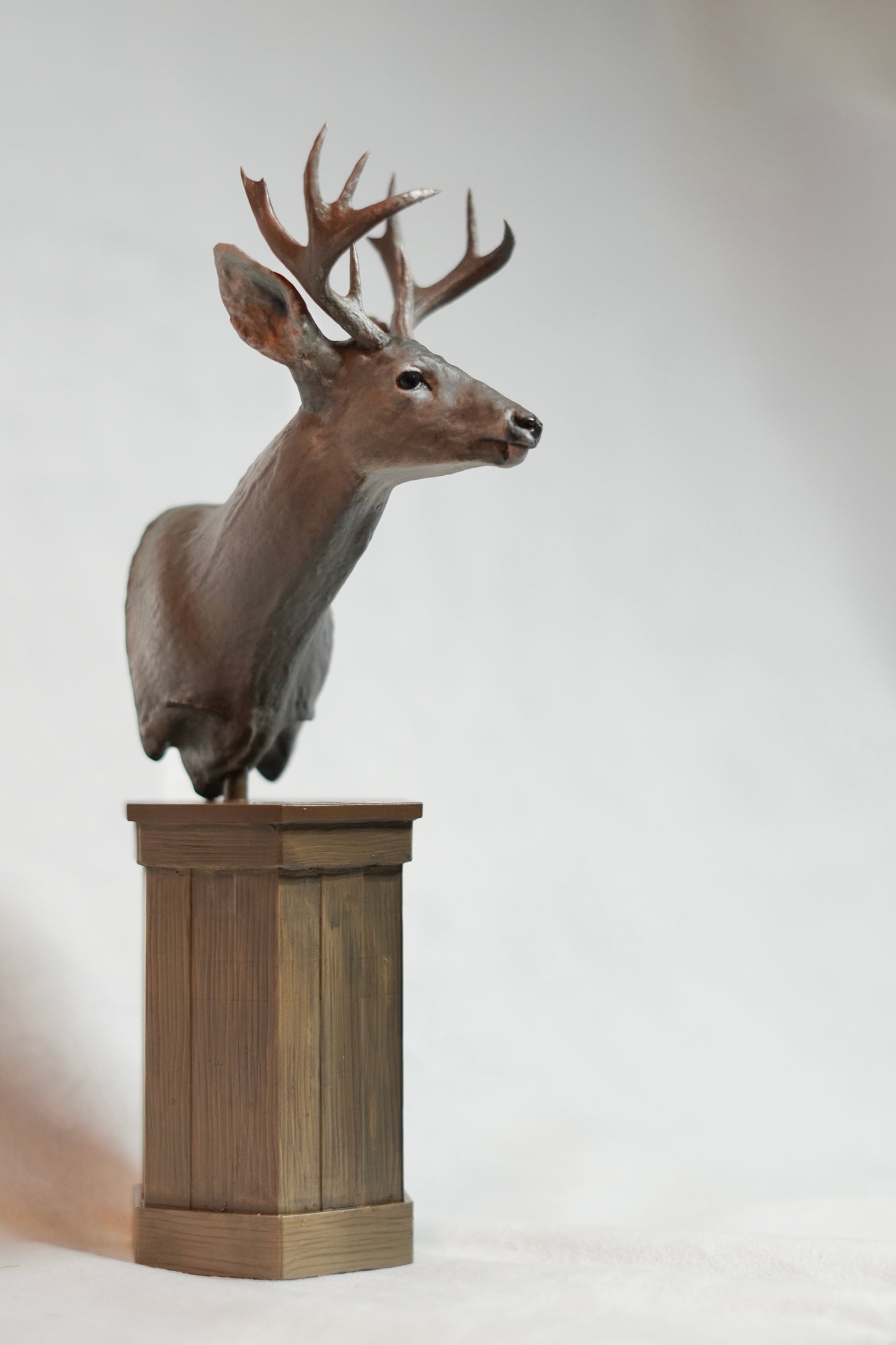 Coues Whitetail Shoulder Mount - The Trident
