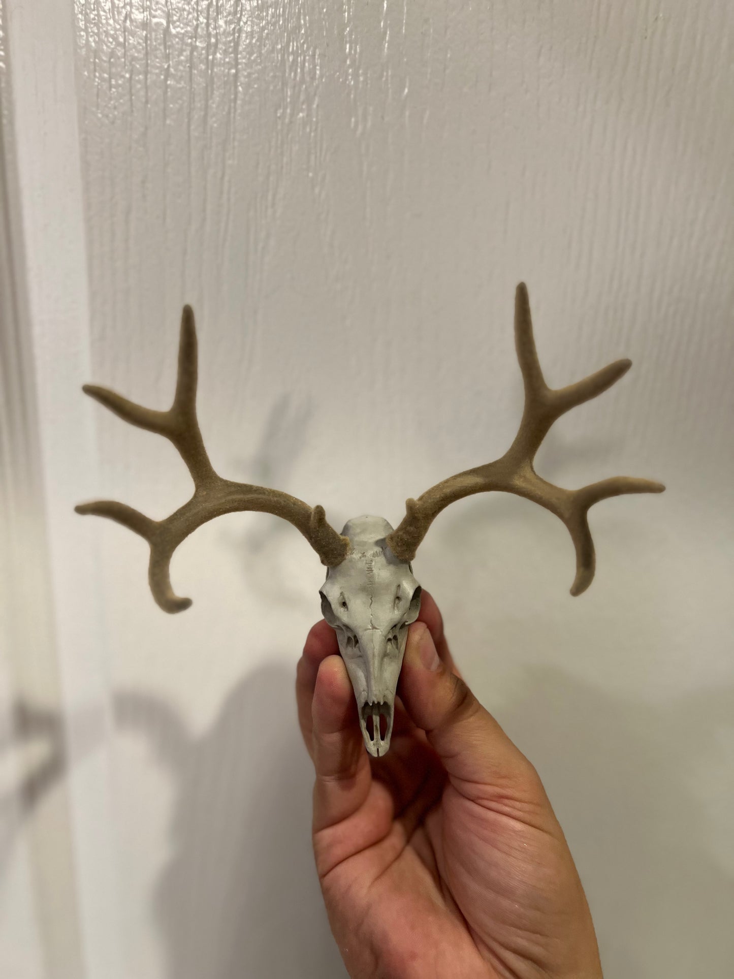 Deer Buck Euro Mount - Any Species