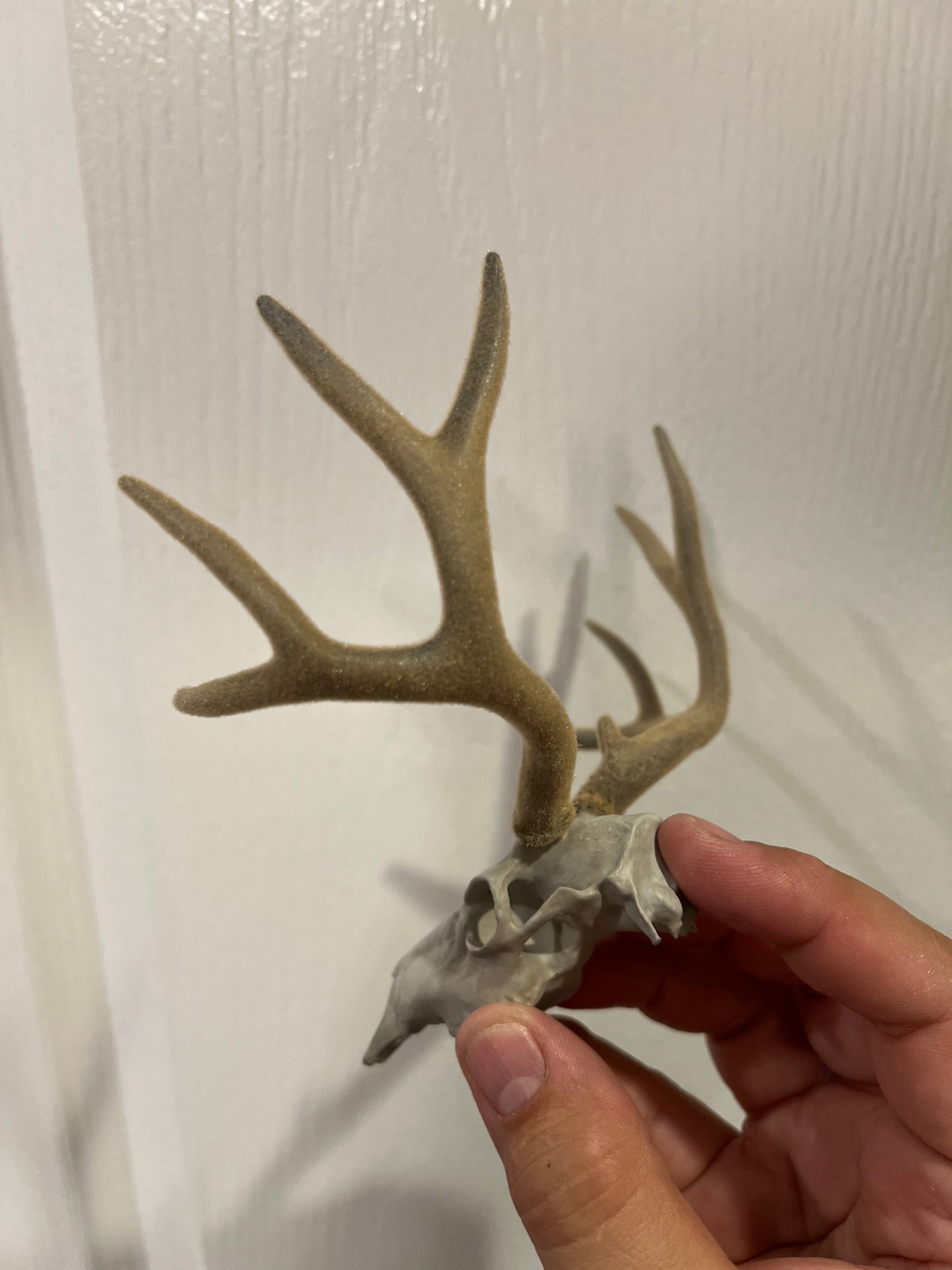 Custom Deer Buck Euro Mount