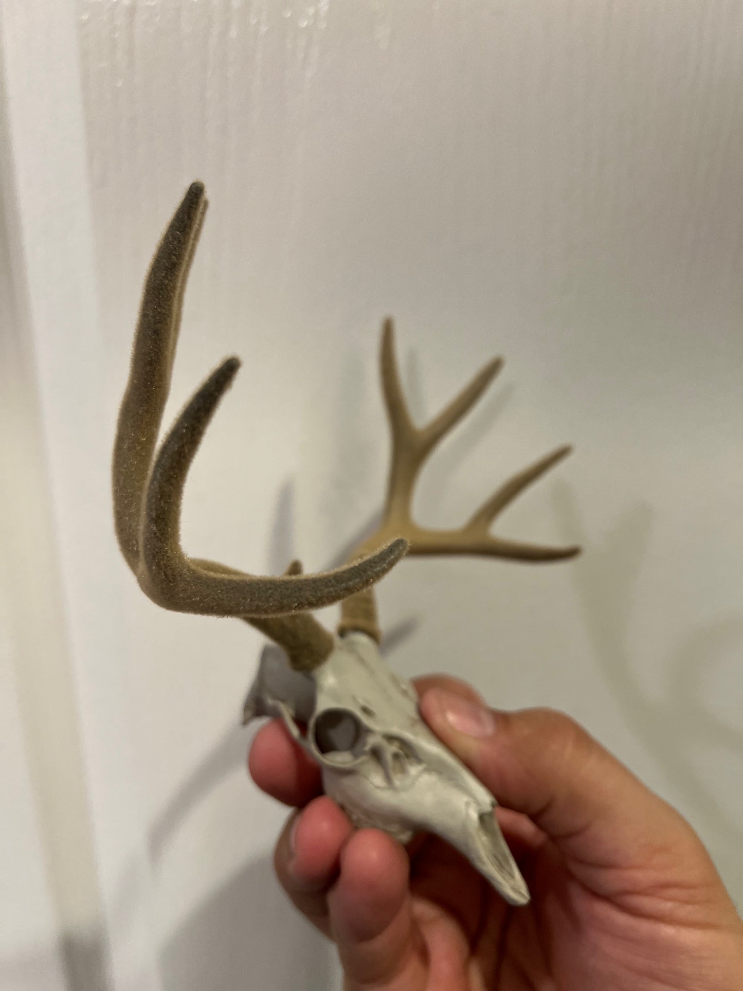 Custom Deer Buck Euro Mount