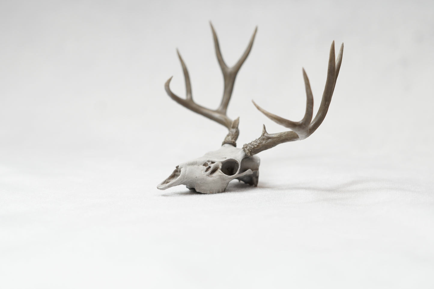 Deer Buck Euro Mount - Any Species
