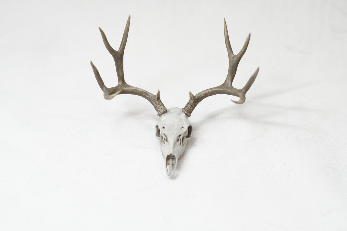 Deer Buck Euro Mount - Any Species
